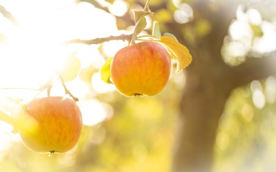 Gartentipps für August