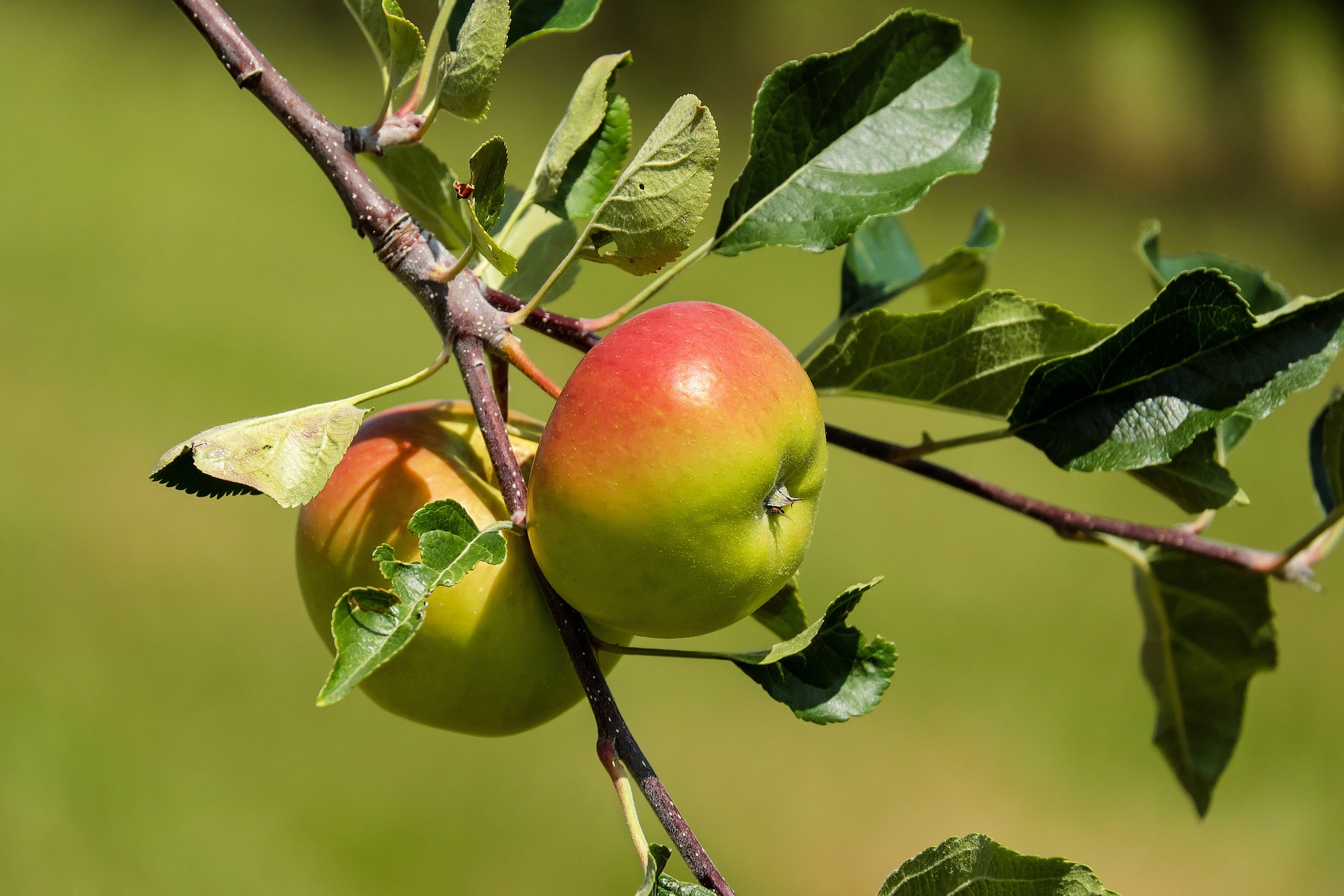 Baum im August