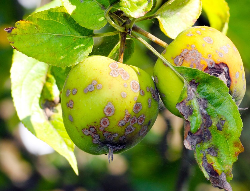 Krankheiten Und Schadlinge An Obstbaumen Baumschule Hemmelmeyer