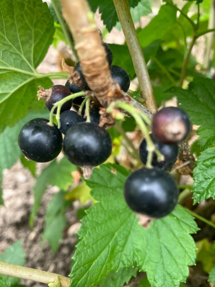 Schwarze Ribise Hemmelmeyer