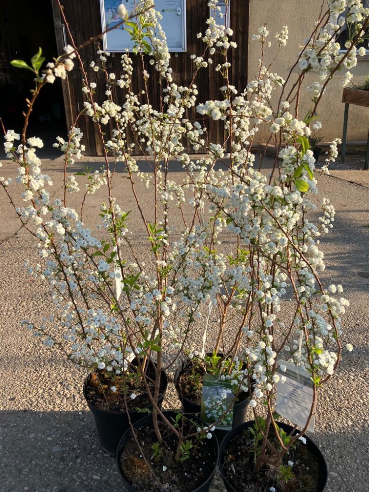 Spierstrauch Spiraea prunifolia Hemmelmeyer