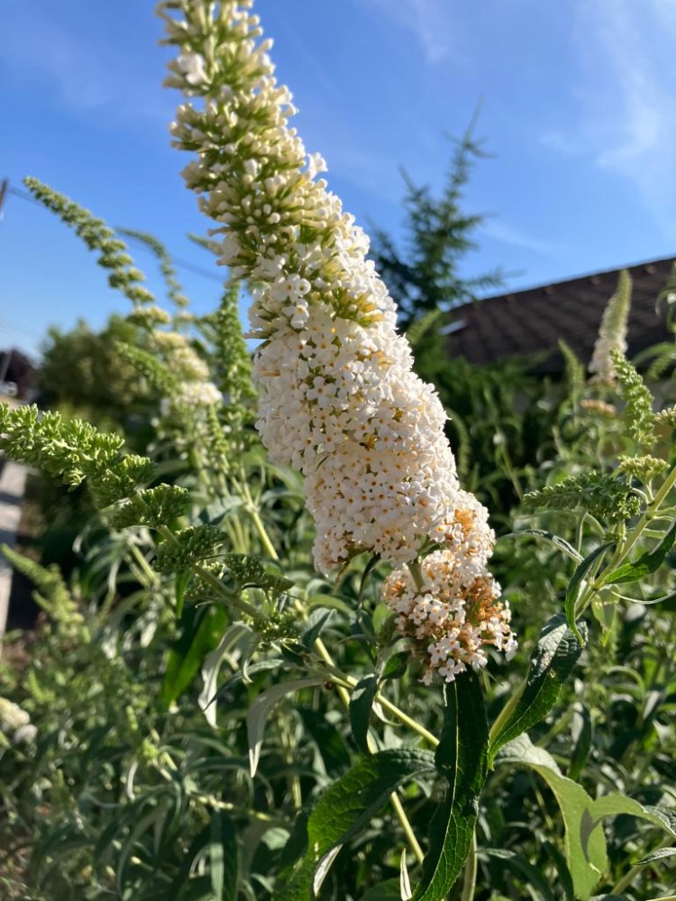 Sommerflieder White Bouquet