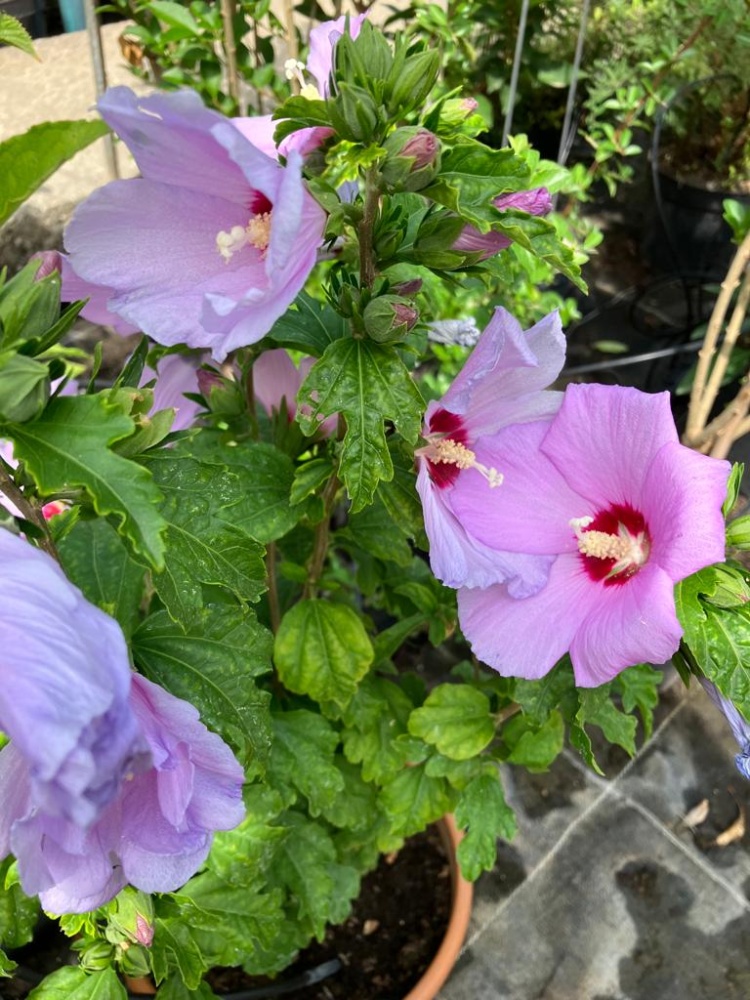 Hibiskus Blue Bird