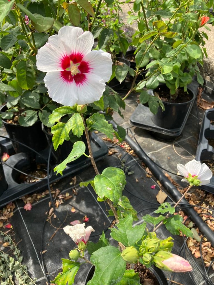 Hibiskus Red Heart