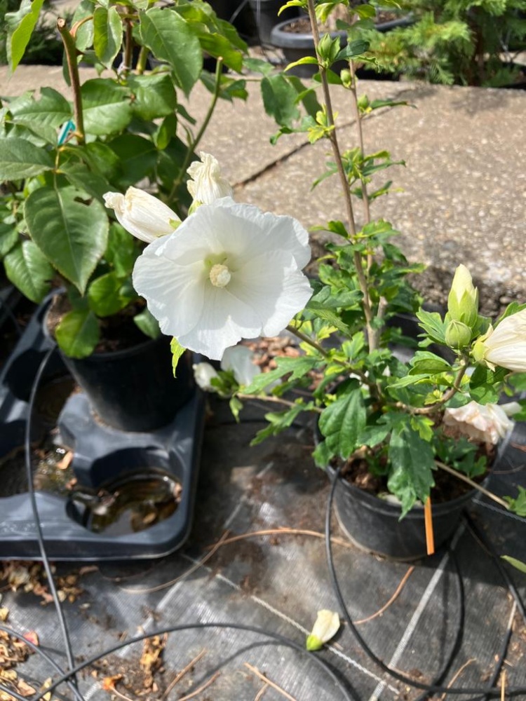 Hibiskus Totus Albus