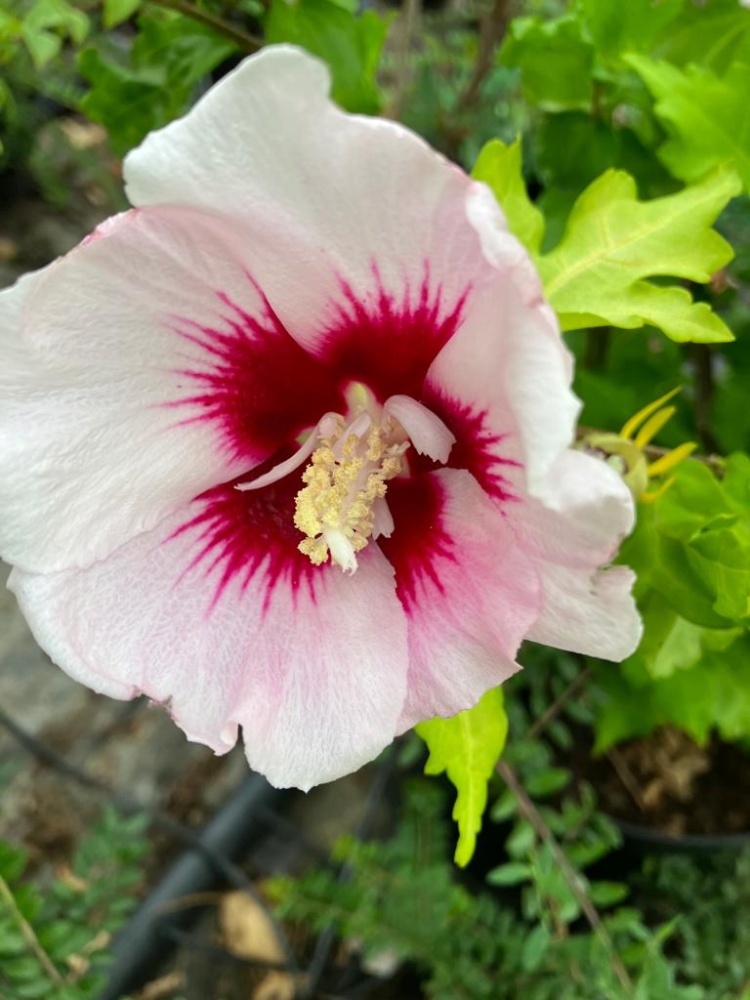 Hibiskus Hamabo