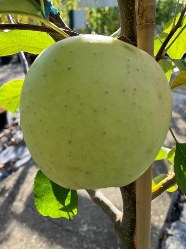 Golden Delicious Winterapfel