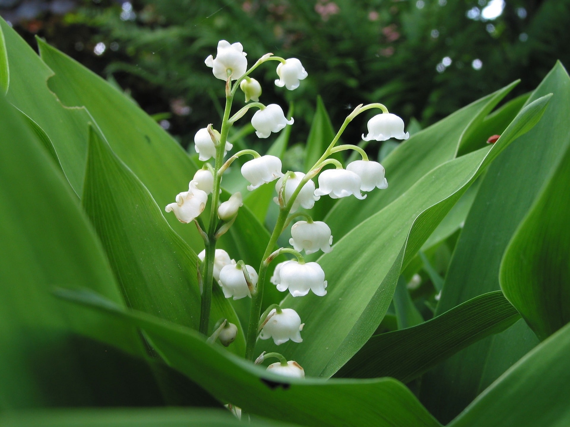 Gartentipps für Mai