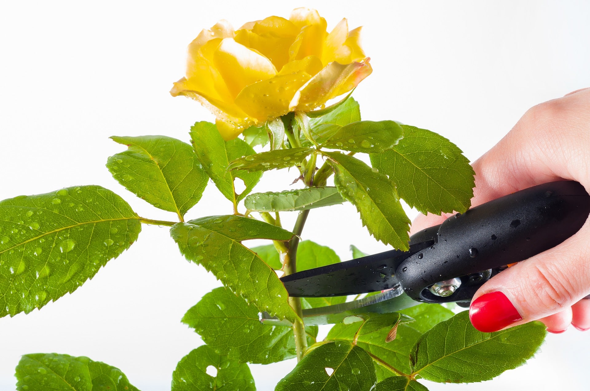 Gartentipps Juni