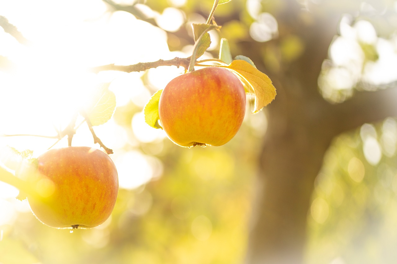 Gartentipps für August
