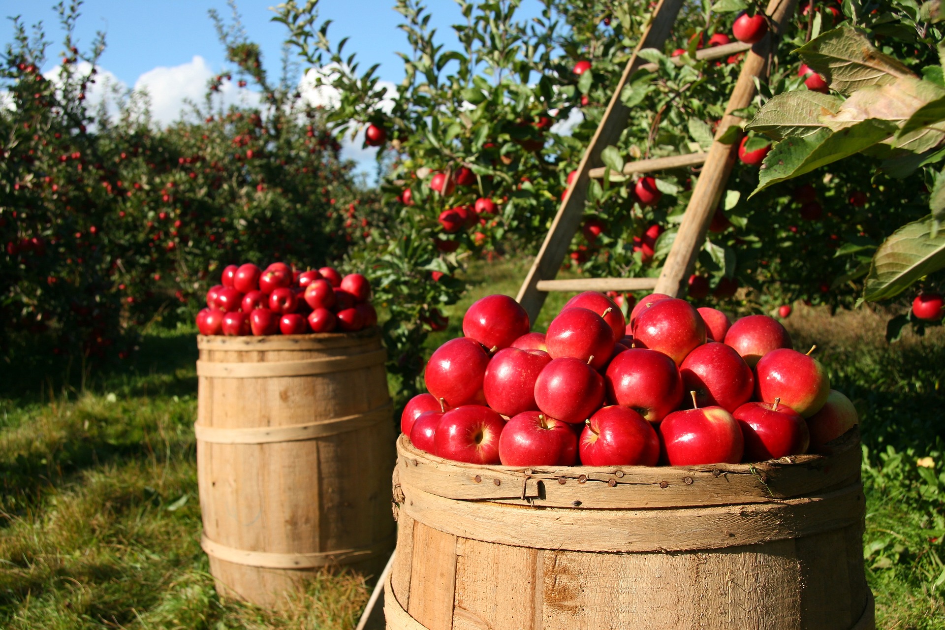Gartentipps für September