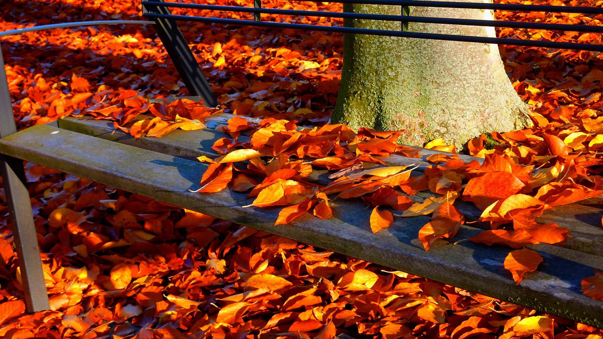 Gartentipps für Oktober