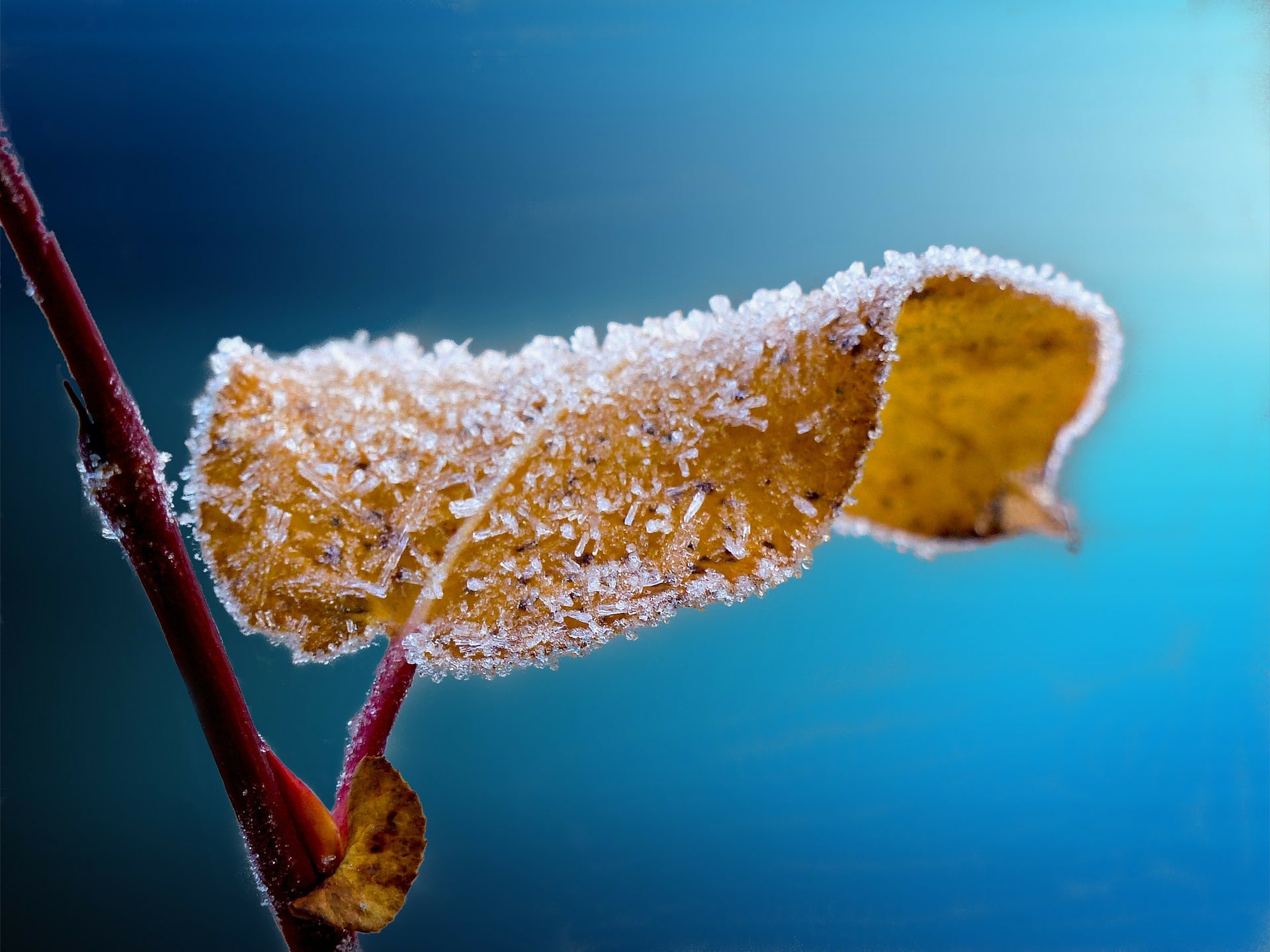 Gartentipps für November