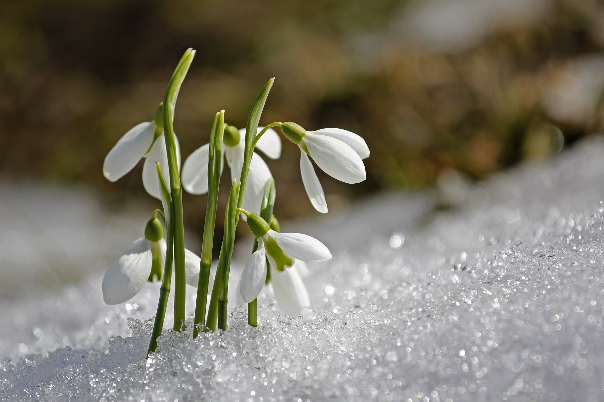 Gartentipps für Jänner