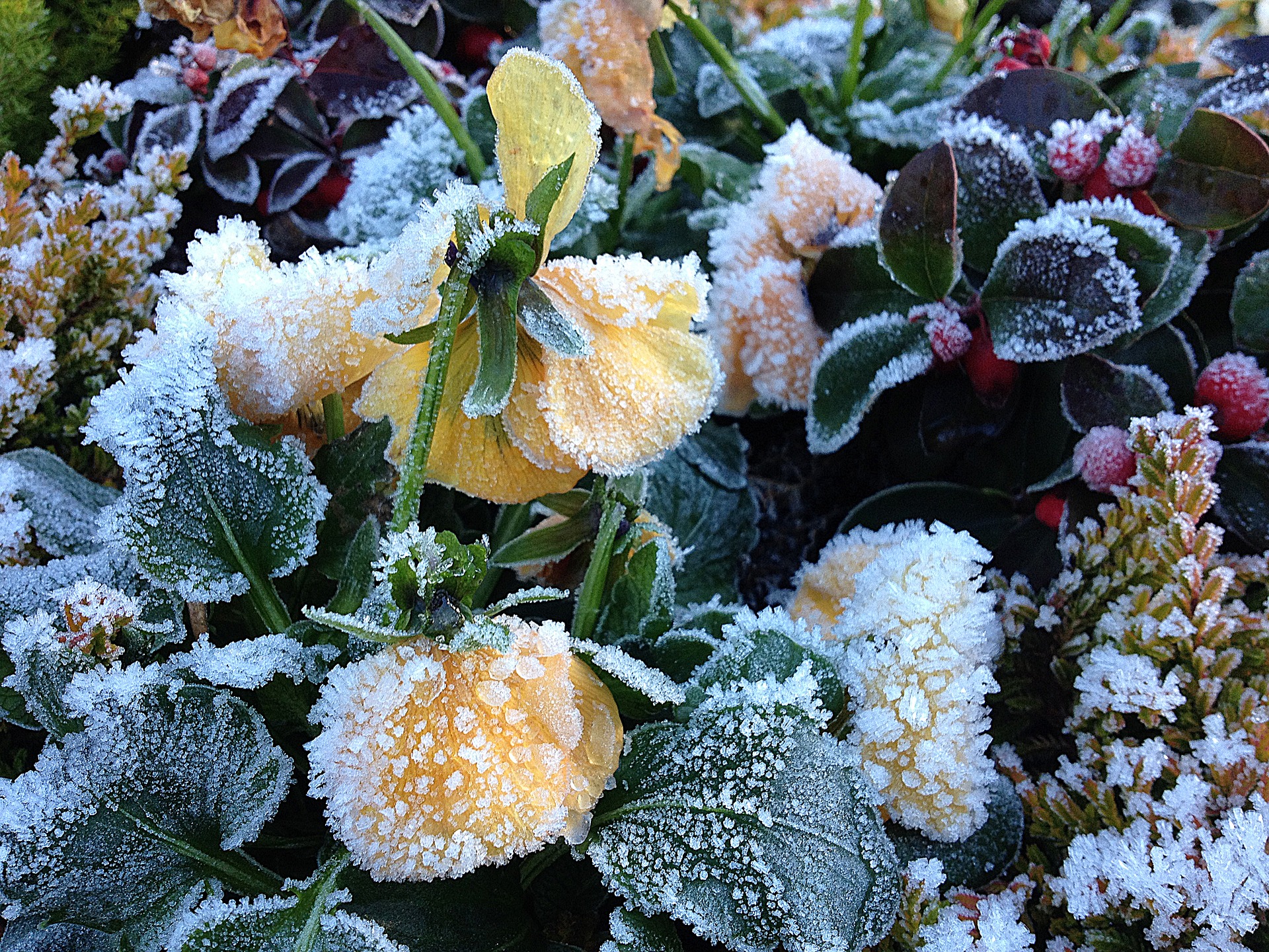 Gartentipps für Februar