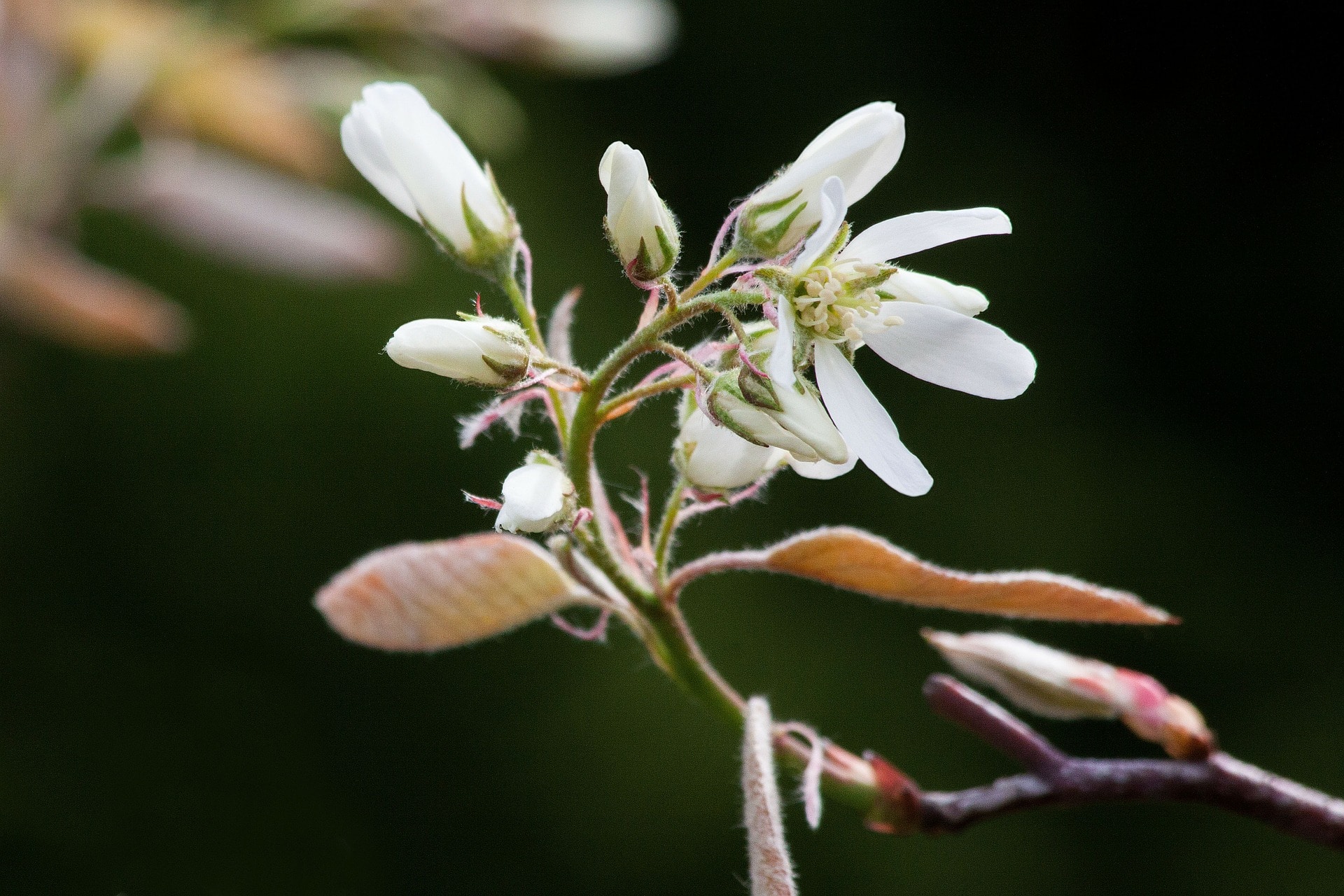 Gartentipps im April