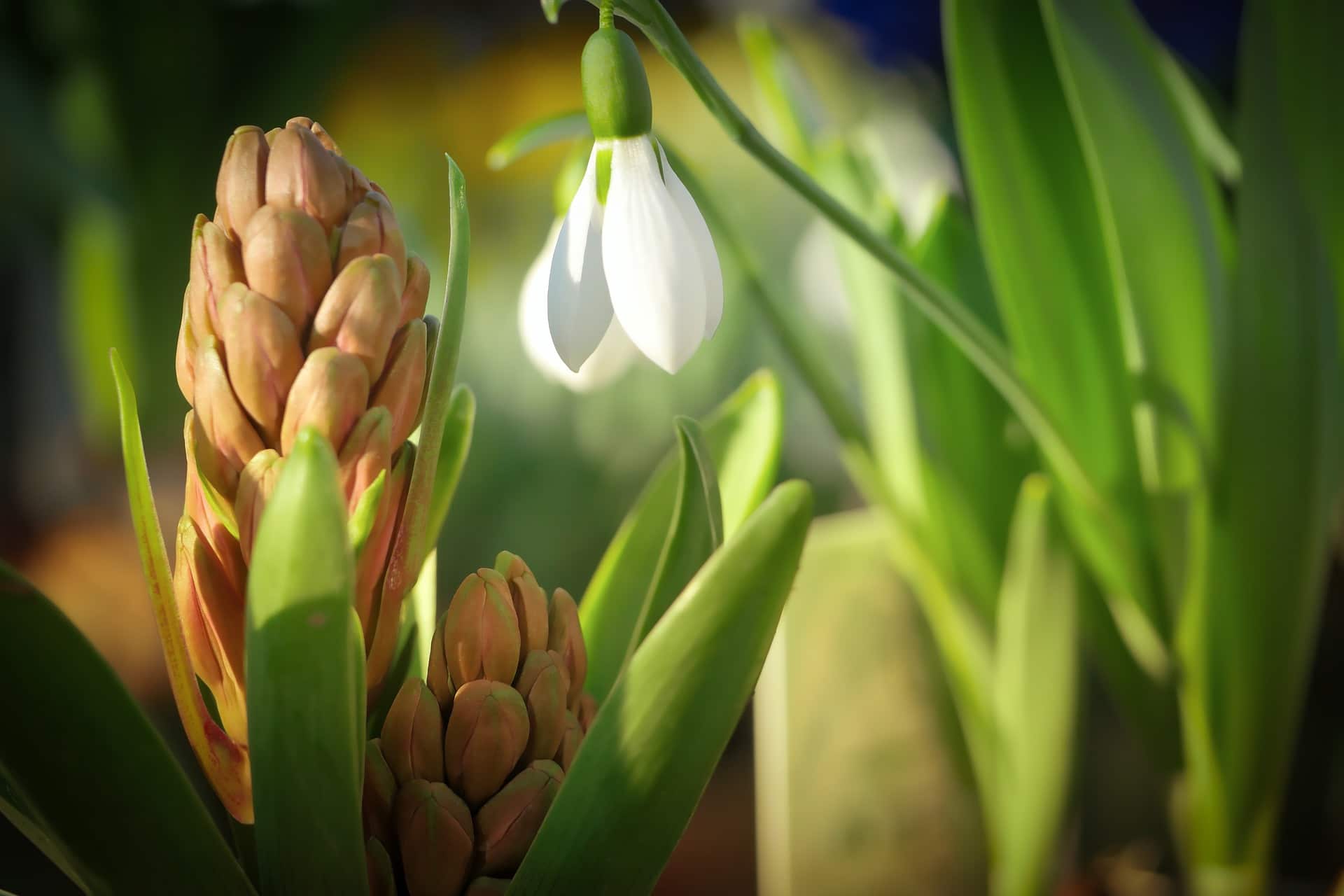 Gartentipps für März
