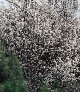 Felsenbirne / Amelanchier lamarckii