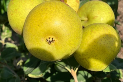 Kumoi – Kreuzung zwischen Apfel und Birne