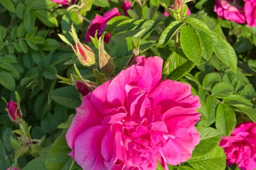 Apfelrose