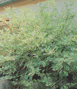 Hartriegel, weißbunt / Cornus Alba „Argenteomarginata“