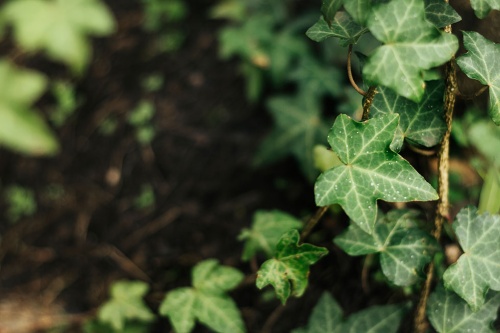 Efeu / Hedera Helix