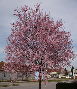 Blutpflaume / Prunus cerasifera nigra