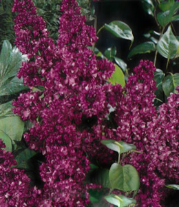 Edelflieder - rot gefüllt / Syringa Vulgaris – Charles Jolly