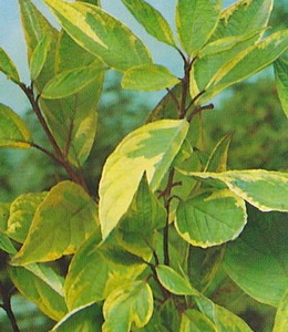 Hartriegel, gelbbunt / Cornus Alba „Spaethii“
