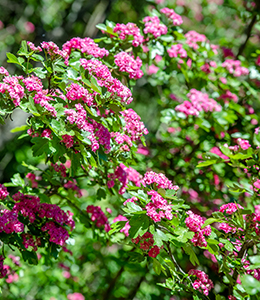 Rotdorn / Crataegus laevigatus Pauls Scarlet
