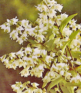 Zwergdeutzie / Deutzia gracilis