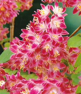 Maiblumenstrauch – rosa, weiß / Deutzia Strawberry Fields