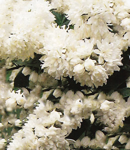 Maiblumenstrauch – weiß / Deutzia magnifica