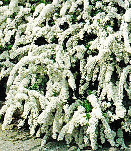 Zwergspiere – weiß / Spiraea arguta