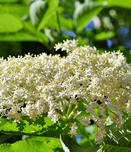 Holunder Haschberg / Sambucus