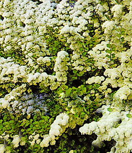 Spierstrauch – weiß / Spiraea nipponica