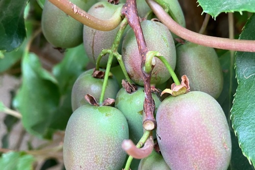 Japanische Honigbeere – Kokuwa – Mini Kiwi