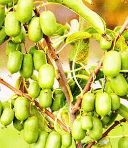 Kiwi Issai