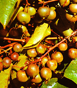 Japanische Honigbeere – Kokuwa – Mini Kiwi