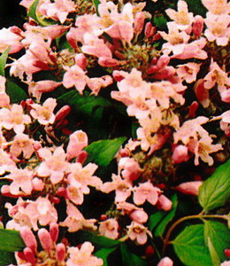 Kolkwitzia - Perlmuttstrauch - rosa / Kolkwitzia amabilis