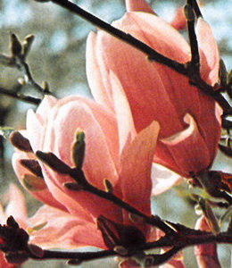 Magnolie – rosa, rot / Magnolia