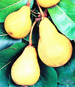 Nagowitzbirne – Frühe Sommerbirne