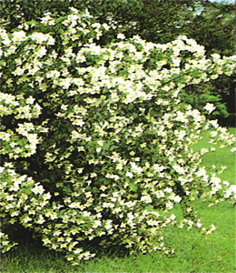 Falscher Jasmin / Philadelphus virginalis – Schneesturm