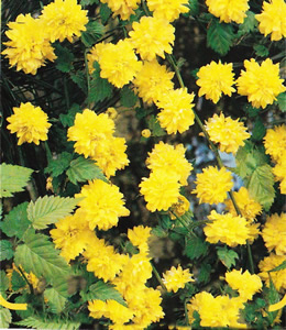 Gefüllter Ranunkelstrauch / Kerria japonica "Pleniflora"