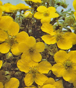 Fünffingerstrauch / Potentilla fruticosa "Klondike"