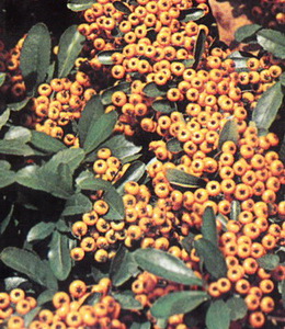 Feuerdorn/ Pyracantha coccinea "Soleil d’Or"
