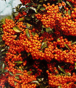 Feuerdorn / Pyracantha crenatoserrata "Orange Glow"
