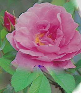 Hundsrose / Rosa rugosa