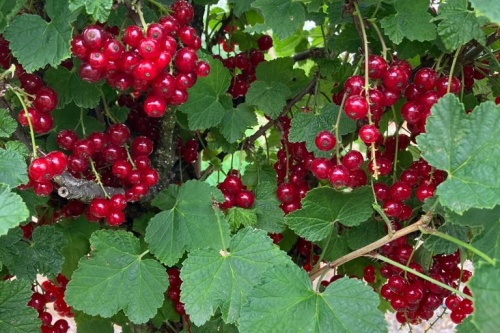 Rote ribisel jonkher van tets