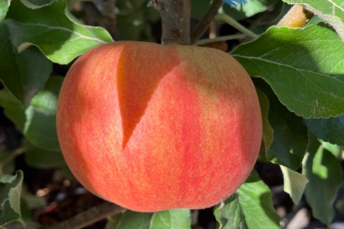 Roter Berlepsch – Winterapfel